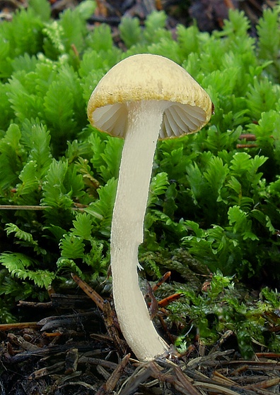 šťavnačka Hygrophorus sp.