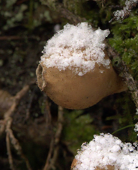 prášnica hruškovitá Lycoperdon pyriforme Schaeff.