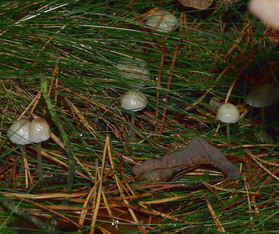 prilbička slizká Mycena epipterygia (Scop.) Gray