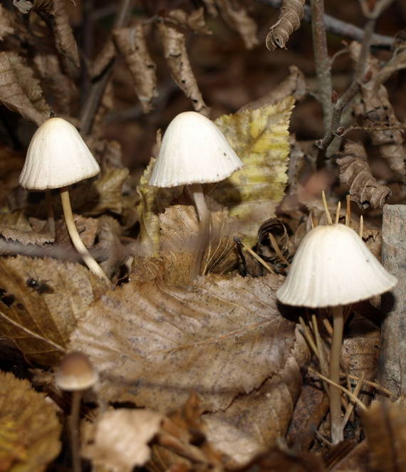 prilbička Mycena sp.