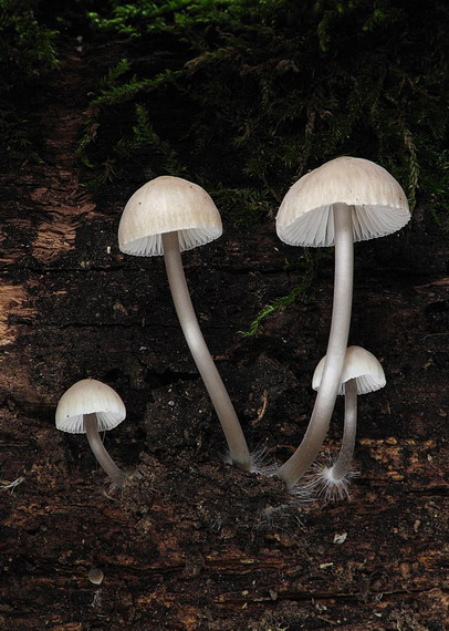 prilbička Mycena sp.