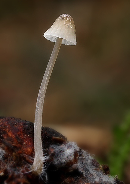 prilbička Mycena sp.