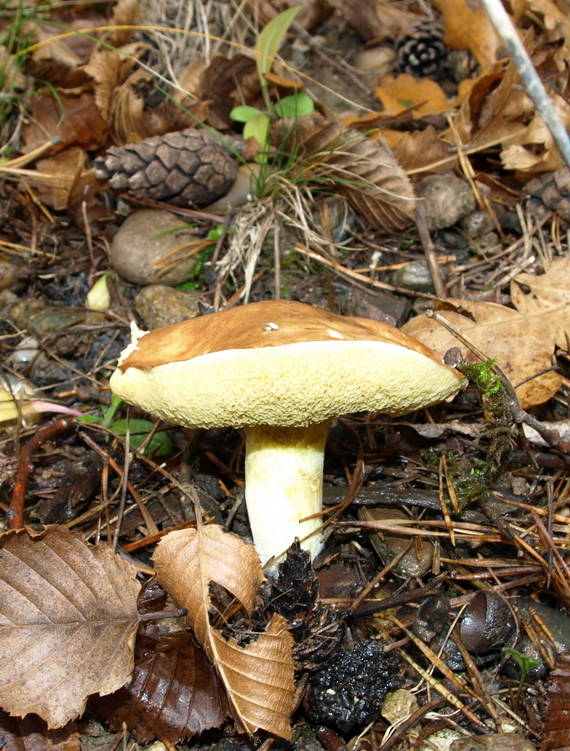 masliak obyčajný Suillus luteus (L.) Roussel