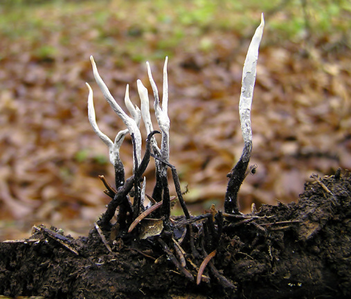 drevnatec parohatý Xylaria hypoxylon (L.) Grev.