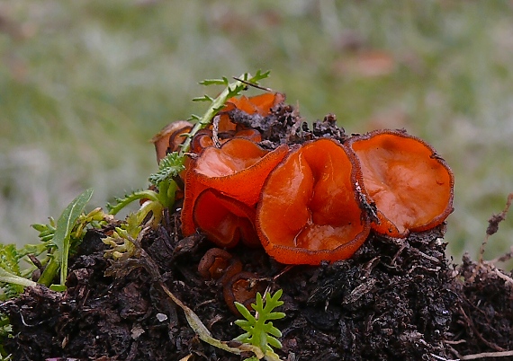 melastíza Melastiza sp.