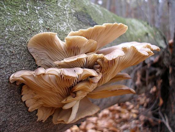 hliva ustricovitá Pleurotus ostreatus (Jacq.) P. Kumm.