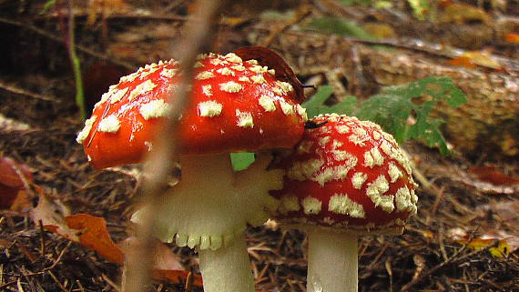 muchotrávka červená Amanita muscaria (L.) Lam.