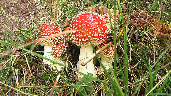 muchotrávka červená Amanita muscaria (L.) Lam.