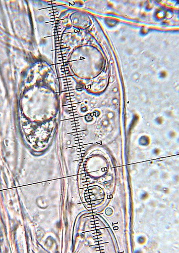 hrobnička Geopora sp.