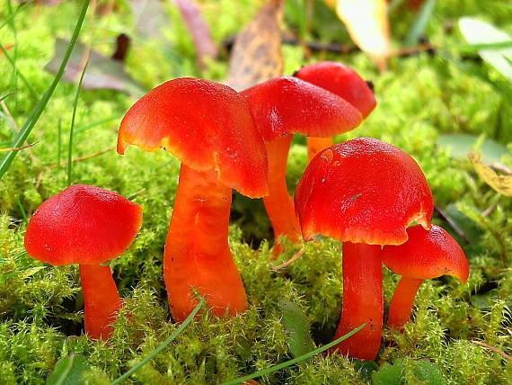 lúčnica šarlátová Hygrocybe coccinea (Schaeff.) P. Kumm.