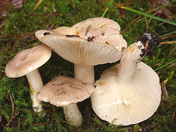 rýdzik mazľavý Lactarius albocarneus Britzelm.