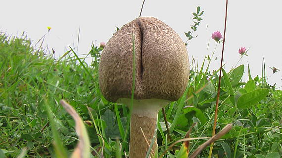 bedľa vysoká Macrolepiota procera (Scop.) Singer