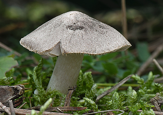 čírovka zemná Tricholoma terreum (Schaeff.) P. Kumm.