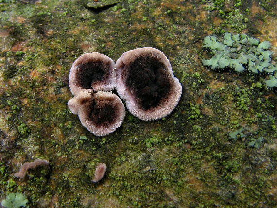 pevníkovec purpurový Chondrostereum purpureum (Pers.) Pouzar