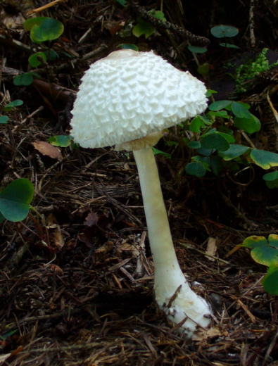 bedľa hustošupinatá Leucoagaricus nympharum (Kalchbr.) Bon