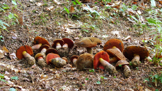 hríb zrnitohlúbikový Sutorius luridiformis (Rostk.) G. Wu & Zhu L. Yang