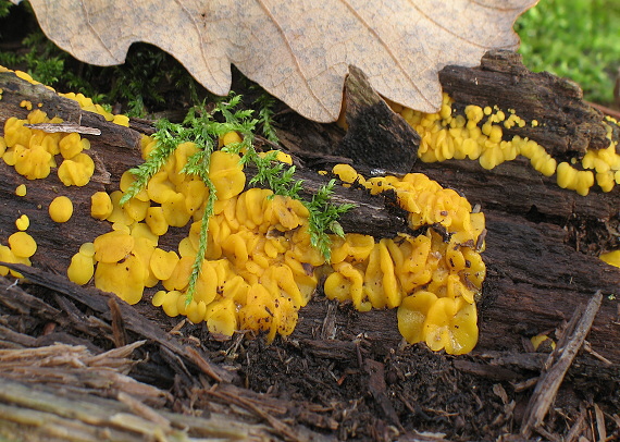 okrasník žltý Calycina citrina (Hedw.) Gray