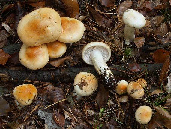 šťavnačka oranžová Hygrophorus abieticola Krieglst. ex Gröger & Bresinsky