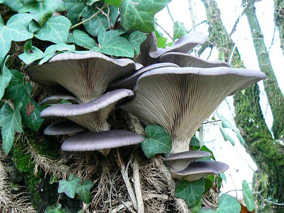 hliva ustricovitá Pleurotus ostreatus (Jacq.) P. Kumm.