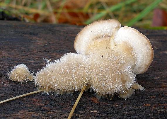 trúdnikovec chlpatý Trametes hirsuta (Wulfen) Lloyd