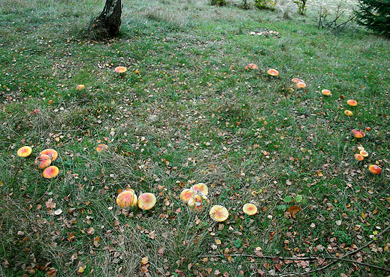 muchotrávka červená Amanita muscaria (L.) Lam.