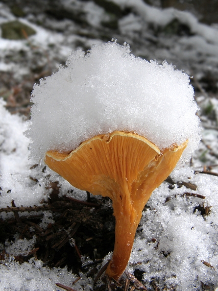 líška oranžová Hygrophoropsis aurantiaca (Wulfen) Maire