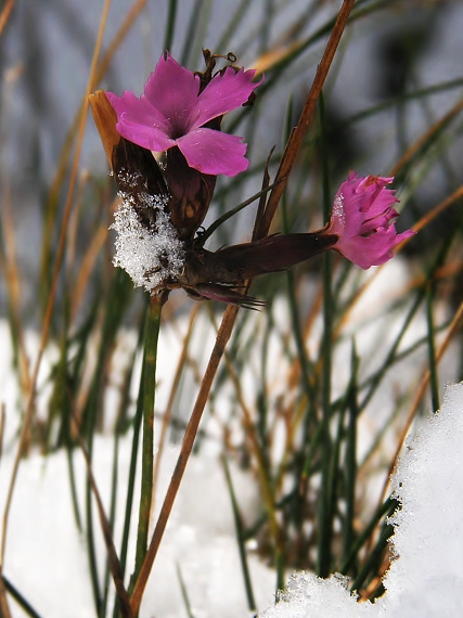 klinček kartuziánsky Dianthus carthusianorum L.