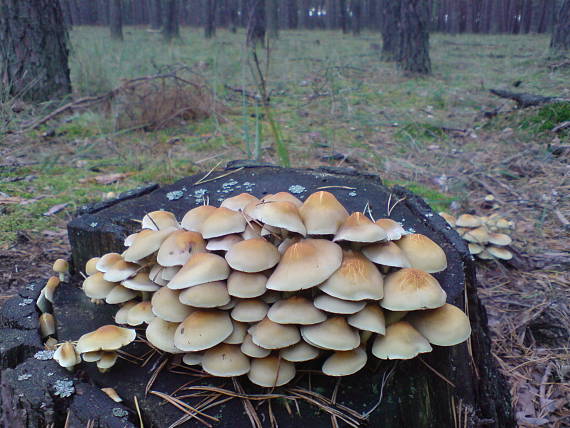 strapcovka Hypholoma sp.