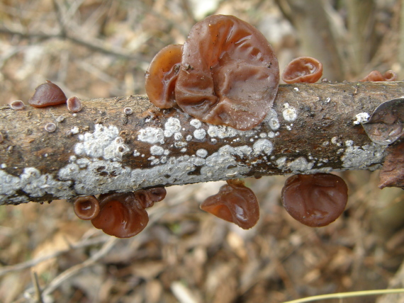 uchovec bazový Auricularia auricula-judae (Bull.) Quél.