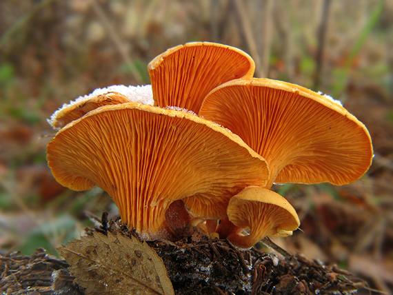 líška oranžová Hygrophoropsis aurantiaca (Wulfen) Maire