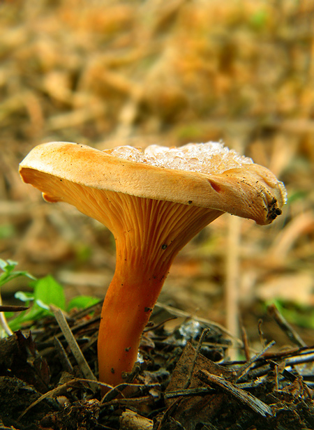 líška oranžová Hygrophoropsis aurantiaca (Wulfen) Maire