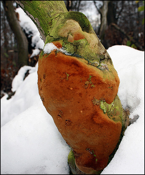 ohňovec Phellinus sp.