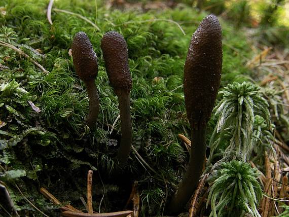 žezlovka srnková Tolypocladium ophioglossoides (J.F. Gmel.) Quandt, Kepler & Spatafora