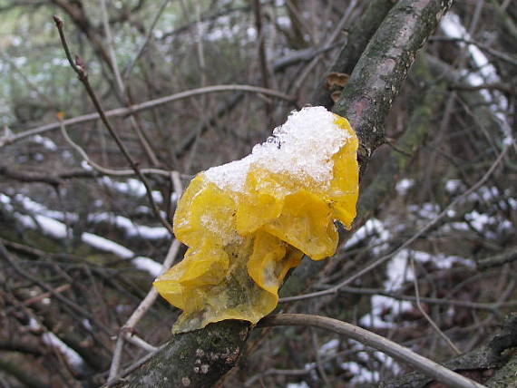 rôsolovka zlatožltá Tremella mesenterica Retz.