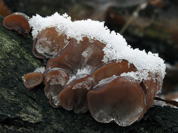 uchovec bazový Auricularia auricula-judae (Bull.) Quél.