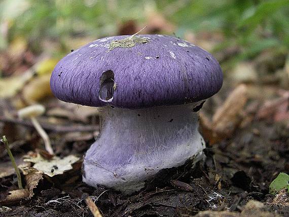 pavučinovec celofialový Cortinarius terpsichores Melot