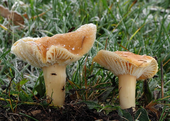 lúčnica statná Cuphophyllus pratensis (Fr.) Bon