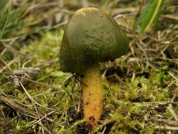 lúčnica žltozelená Gliophorus psittacinus (Schaeff.) Herink