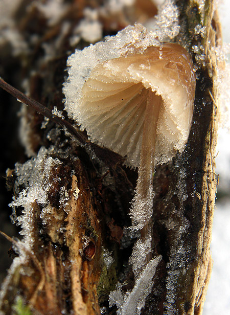 prilbička Mycena sp.