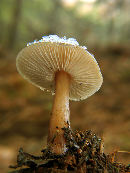 peniazovka Rhodocollybia sp.