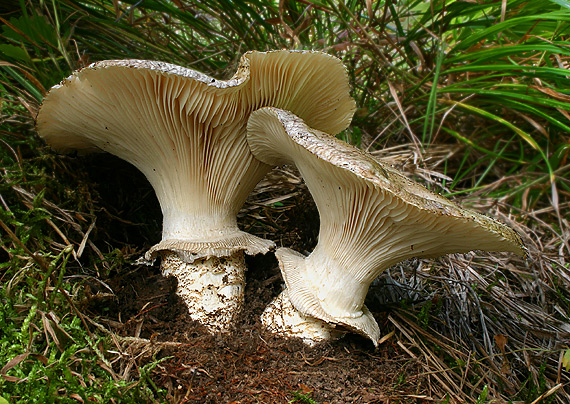 náramkovka cisárska Catathelasma imperiale (P. Karst.) Singer