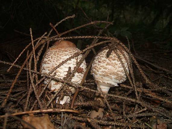 bedľa červenejúca Chlorophyllum rachodes (Vittad.) Vellinga