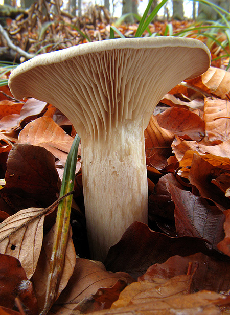 strmuľka inovaťová Clitocybe nebularis (Batsch) P. Kumm.