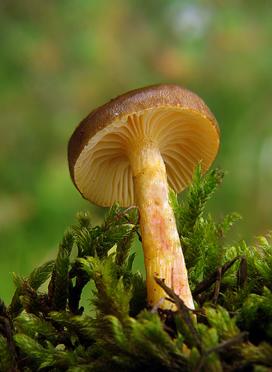 šťavnačka mrazová Hygrophorus hypothejus (Fr.) Fr.