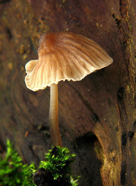 prilbička Mycena sp.