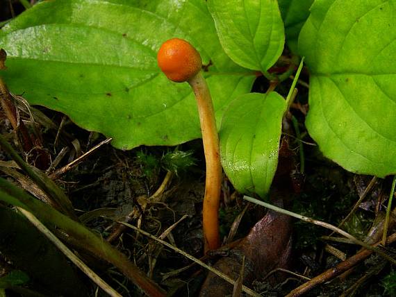 žezlovka jantárová Ophiocordyceps gracilis (Grev.) G.H. Sung, J.M. Sung, Hywel-Jones & Spatafora