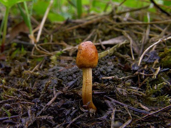 žezlovka jantárová Ophiocordyceps gracilis (Grev.) G.H. Sung, J.M. Sung, Hywel-Jones & Spatafora