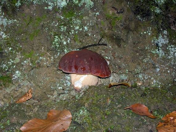 hríb sosnový Boletus pinophilus Pil. et Dermek in Pil.