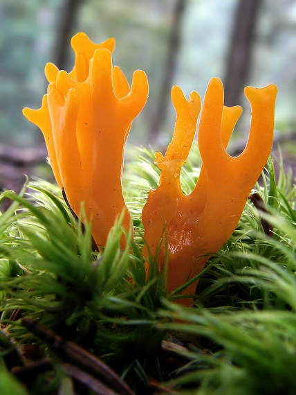 parôžkovec lepkavý Calocera viscosa (Pers.) Fr.