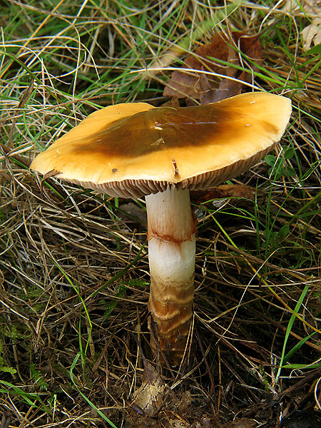 pavučinovec mazľavý Cortinarius trivialis J.E. Lange